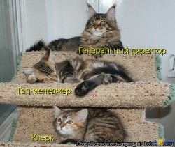 Три кошки на этажах, подписанные как сотрудники — CostaSpain.net Три кошки на этажах, подписанные как сотрудники