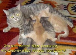 Кошка с котятами на ковре, один котенок жалуется — CostaSpain.net Кошка с котятами на ковре, один котенок жалуется
