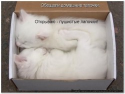 Два белых котенка спят в коробке — CostaSpain.net Два белых котенка спят в коробке