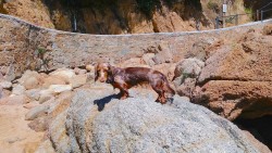 Собака стоит на большом камне у моря