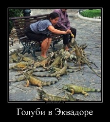Женщина кормит игуан в парке, рядом сидит мужчина